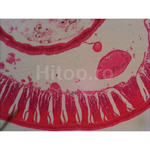 Microscop monocular Levenhuk 700M