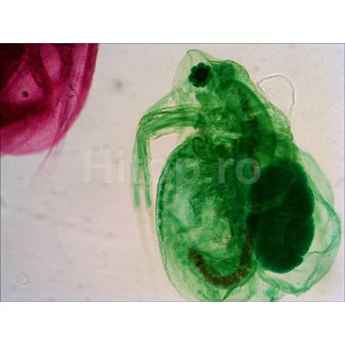 Microscop trinocular Levenhuk 740T Microscop trinocular Levenhuk 740T